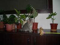 VFL.RU - ваш фотохостинг