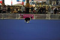 VFL.RU - ваш фотохостинг