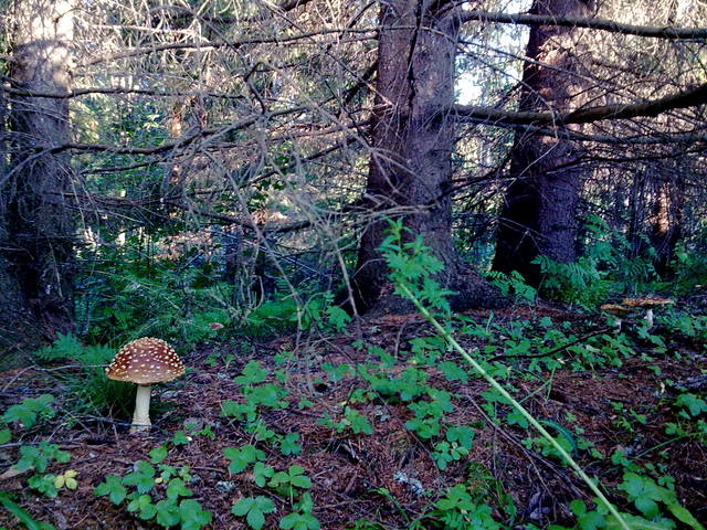 VFL.RU - ваш фотохостинг