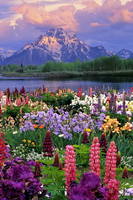 VFL.RU - ваш фотохостинг