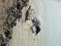 VFL.RU - ваш фотохостинг