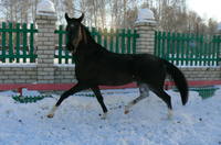 VFL.RU - ваш фотохостинг