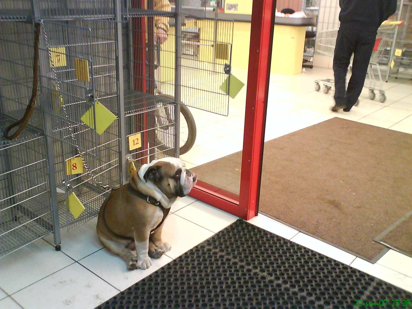 Терпеливо жду хозяина