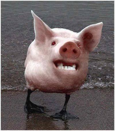 VFL.RU - ваш фотохостинг