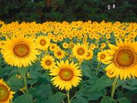 Подсолнухи