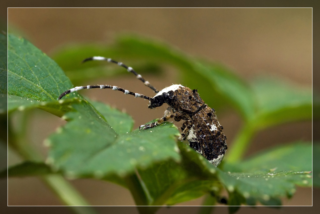 Platystomos Albinus