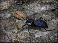 Carabus (Procerus) scabrosus tauricus-5