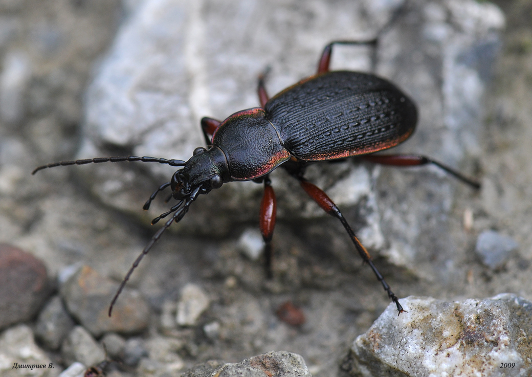 Жужелица красноногая-1