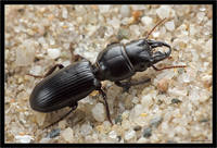 Жужелица-скарит Scarites subterraneus