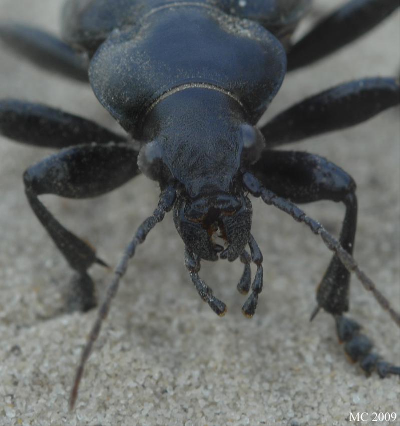 Calosoma auropunctatum-1