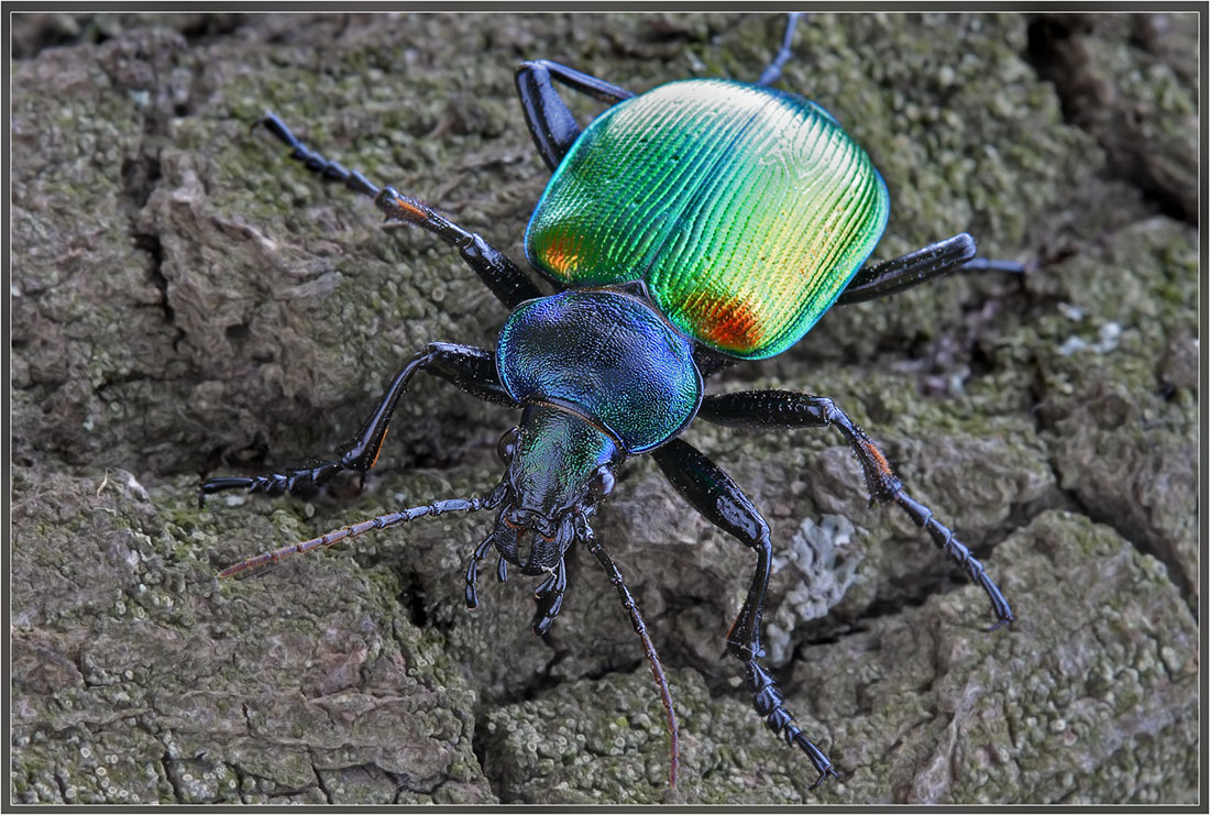 Красотел пахучий Calosoma sycophata