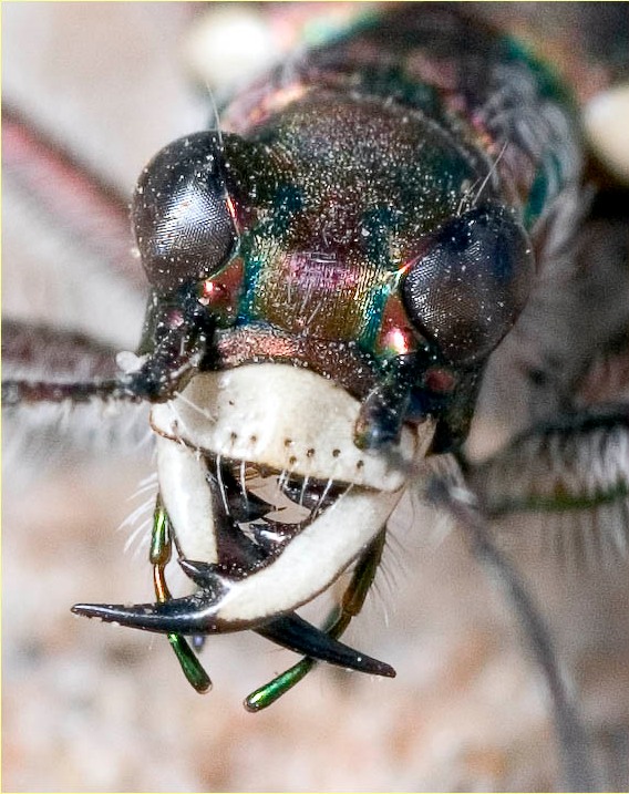 скакун-межняк Cicindela hybrida