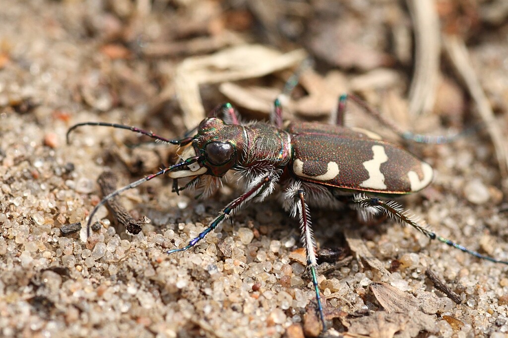 Скакун-межняк Cicindela hybrida-5