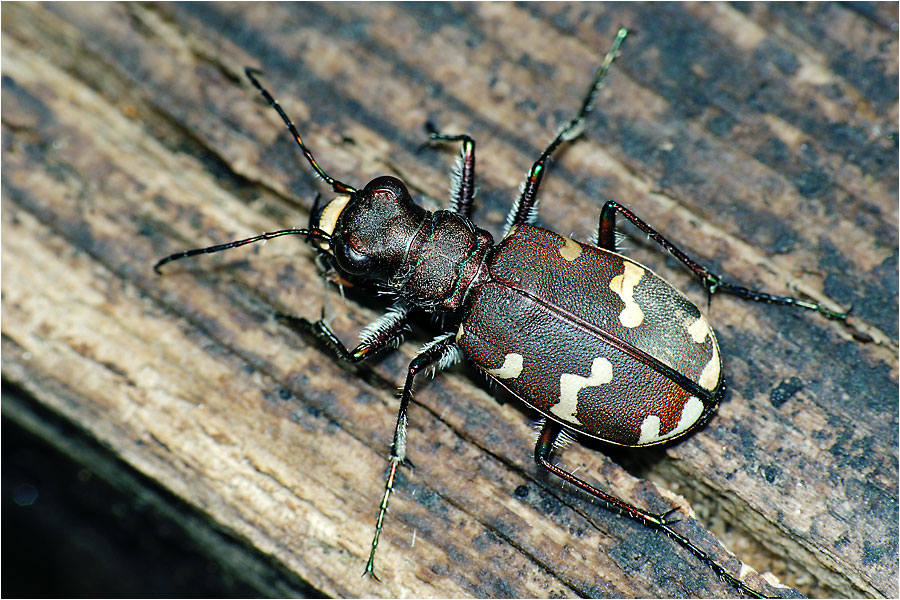 Скакун межняк - Cicindela hybrida