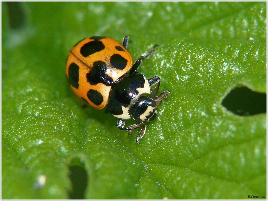 Coccinella apicalis