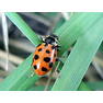 Коровка-2