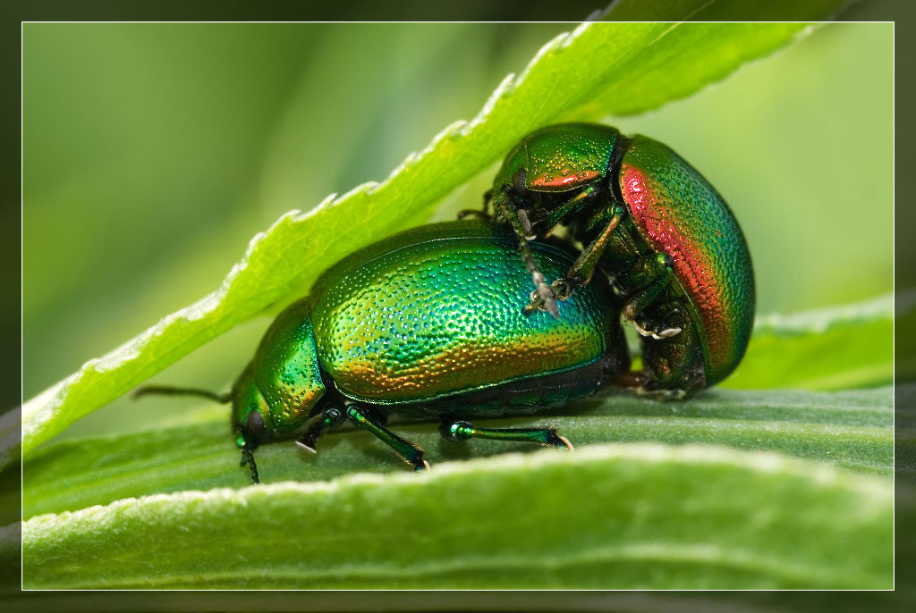 Chrysolina (Chrysolina) graminis (Linnaeus, 1758)