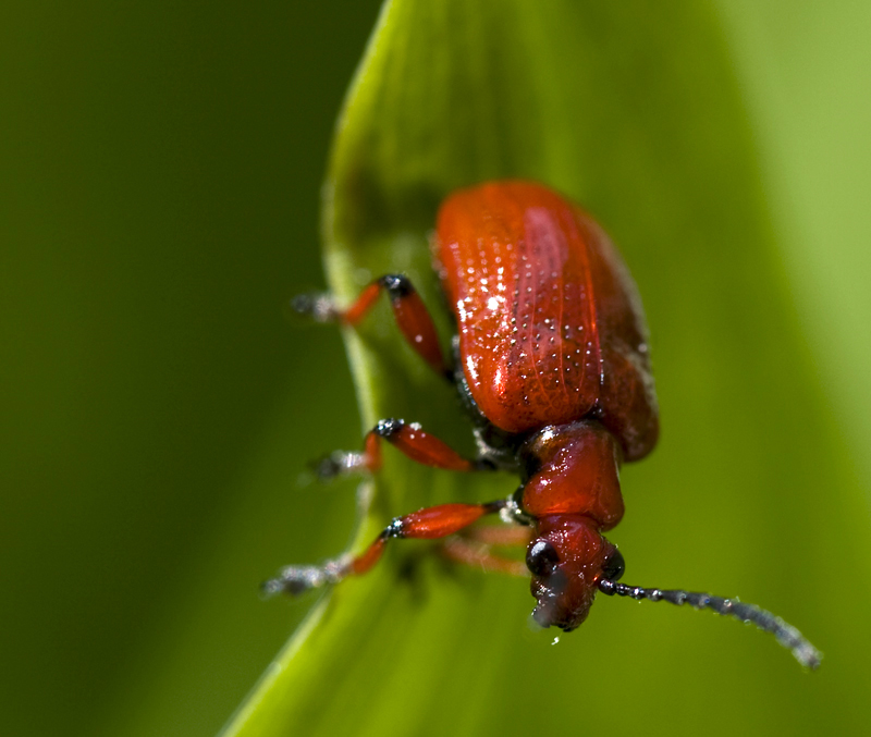 Lilioceris merdigera