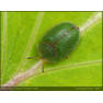 Щитоноска зеленая (Cassida viridis)-1