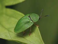 Щитоноска зеленая Cassida viridis