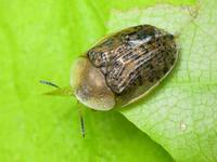 Щитоноска свекловичная Cassida nebulosa