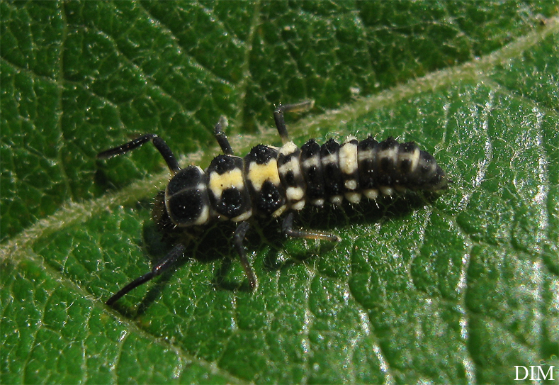 Propylaea larva (Coccinellidae)