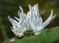 личинка божьей коровки (Scymninae)