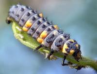 Личинка коровки 7и-точечной (Coccinella septempunctata)