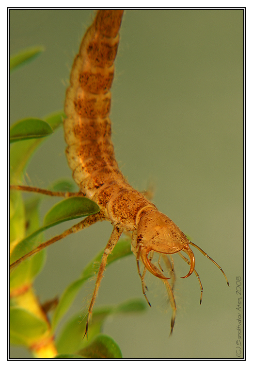 Личинка плавунца-1