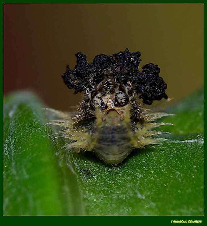 личинка щитоноски (Cassidinae)