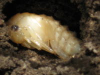 Плавунец окантованный Dytiscus dimidiatus-2