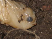 Плавунец окантованный Dytiscus dimidiatus-3