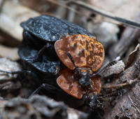 Мертвоед красногрудый (Oiceoptoma thoracicum)