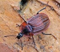 Мертвоед трехреберный (Phosphuga atrata)