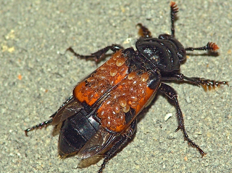 Nicrophorus vespillo- обыкновенный могильщик