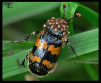 Могильщик-2