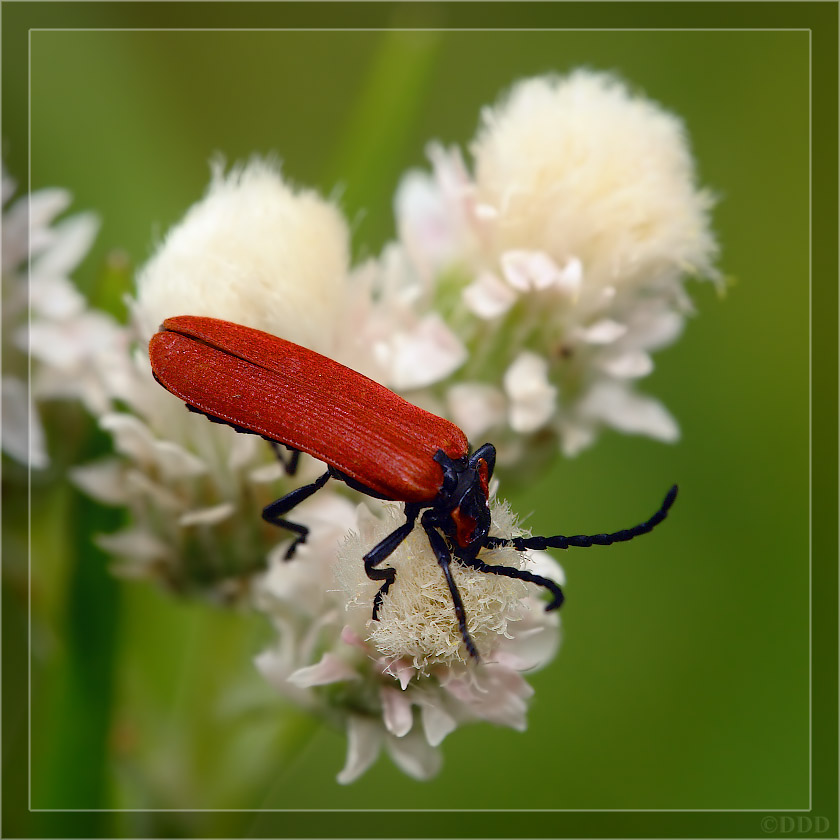 Кровавый краснокрыл Lygistopterus sanguineus