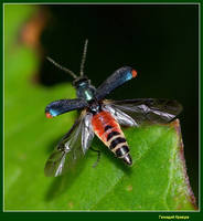 Малашка двупятнистая(Malachius bipustulatus)