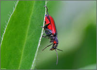 Малашка медная (бронзовая) - Malachius aeneus, Malachius, Melyridae