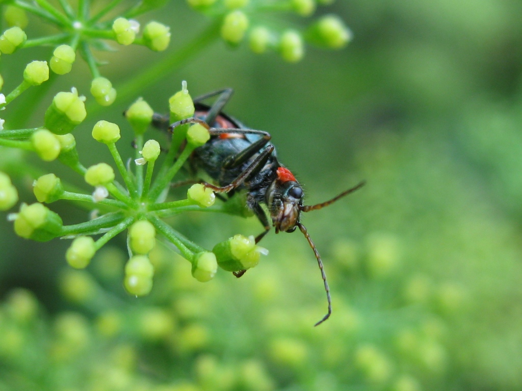 Малашка красноухая Haplomalachius (Flabellomalachius) flabellatus
