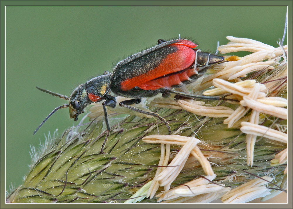 малашка медная Malachius aeneus-1