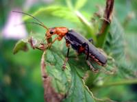 Мягкотелка