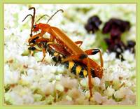 Мягкотелка