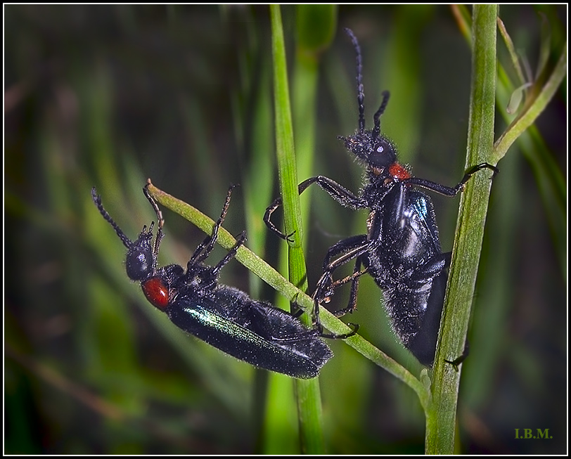 Мягкотелка-9
