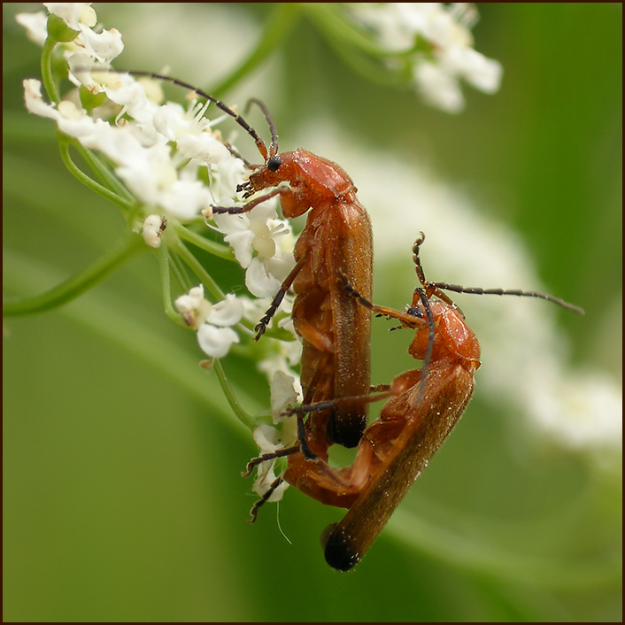 мягкотелка Rhagonycha fulva