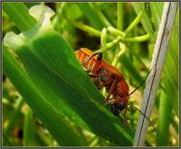 Мягкотелка-11