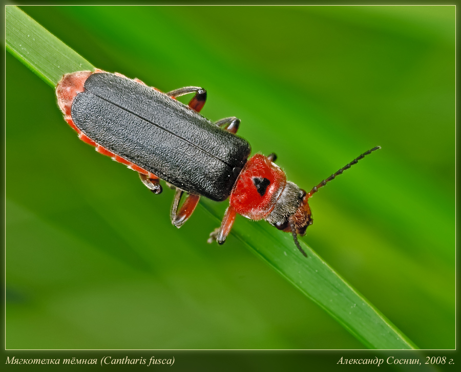 Мягкотелка деревенская (Cantharis rustica)