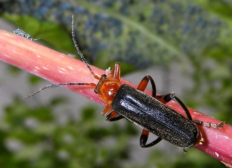 мягкотелка(жук-пожарник, жук-солдатик)- Cantharis pellucida