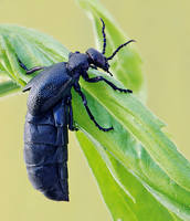 Майка фиолетовая