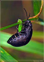 Майка фиолетовая-2